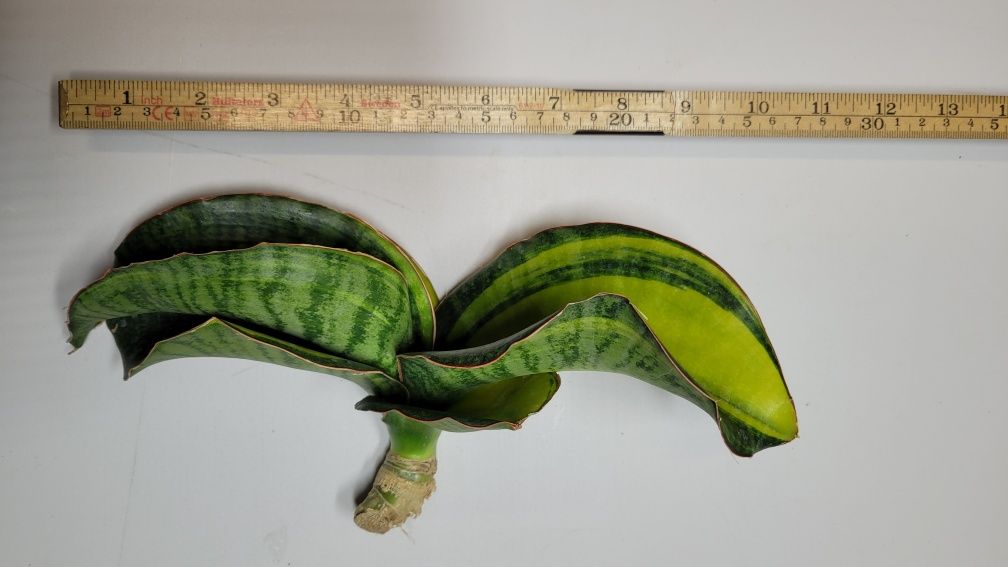 Sansevieria Mason Bowl var