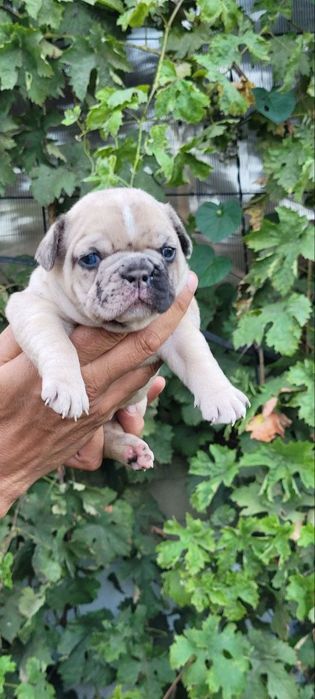 Французький бульдог