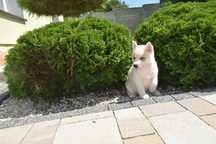 Piękna suczka Siberian Husky po rodzicach FCI