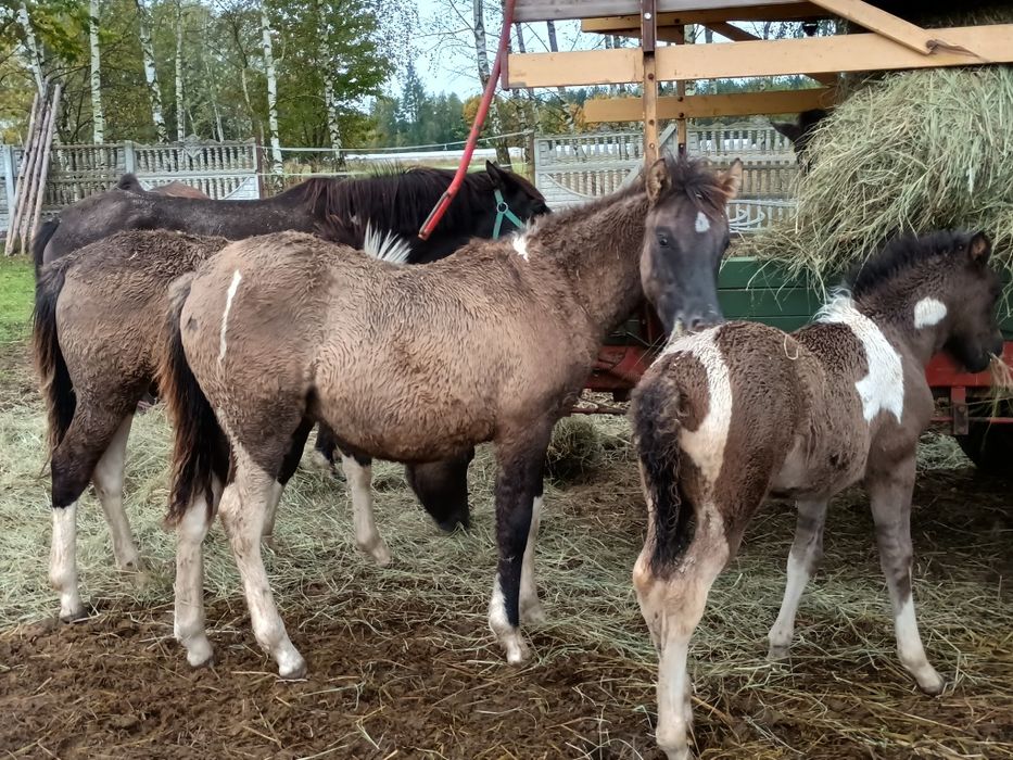 Koń hucuł, źrebaki