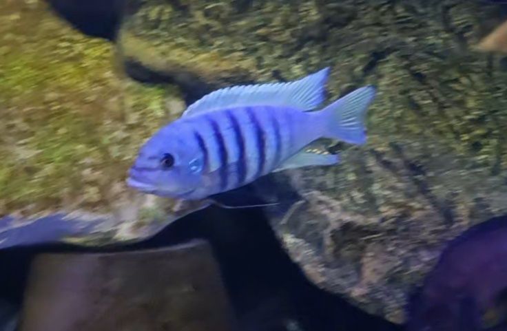 Pseudotropheus sp. zebra chilumba „Maison Reef. j