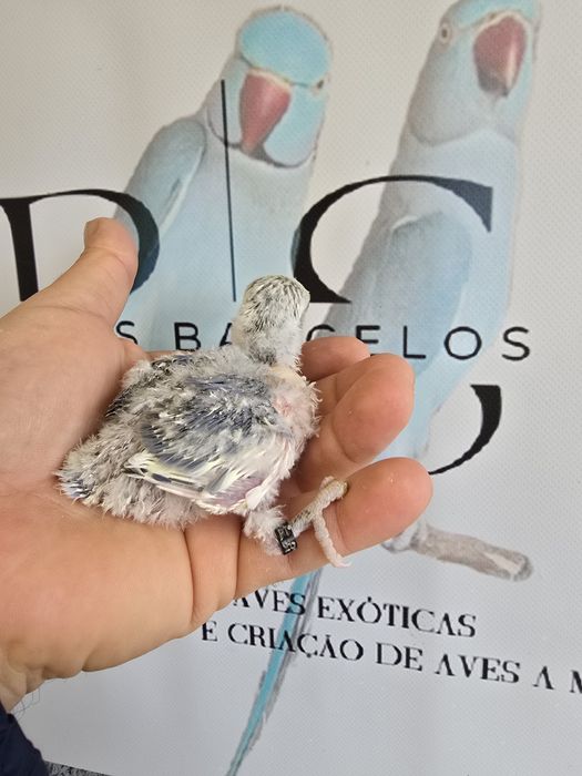 Agapornis rouseicollis e caturras