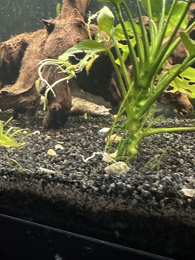 Oscar e polypterus endlicheri
