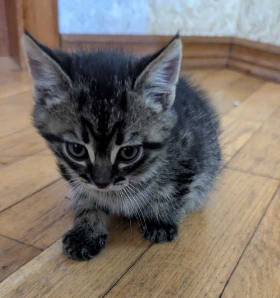 відам котенят  в добрі руки