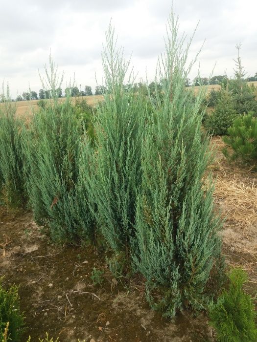 Jałowiec Blue Arrow Iglaki Ocieszyn