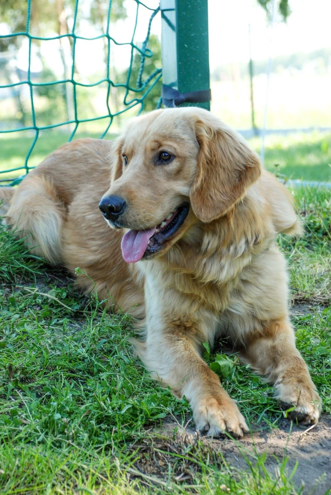 Golden Retriever reproduktor krycie Młodzieżowy Champion Polski