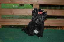 Yorkshire terrier czarny black