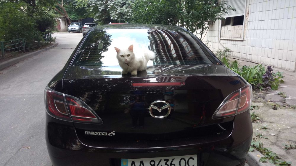 Пропала киця! Васильківська