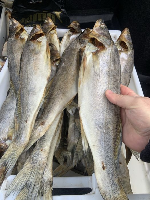 Плотва Судак Густера