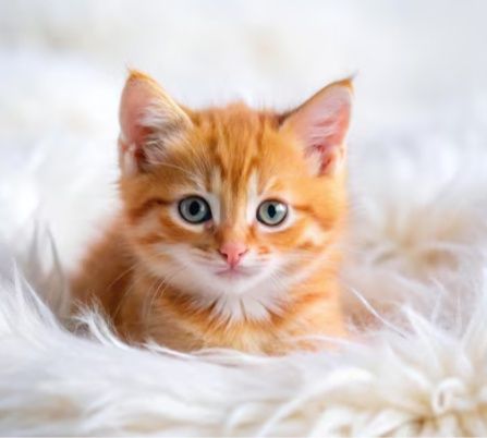 Котята Рыжулькины