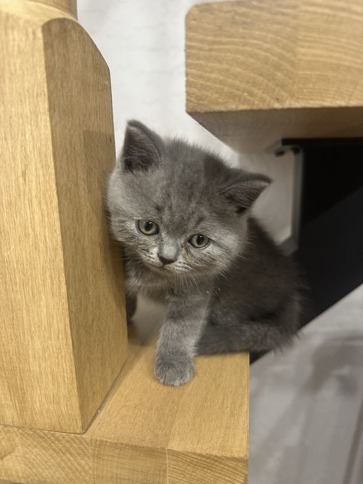 Прямовухий шотландець котик