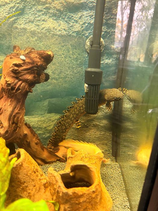 Поліптерус Оргатіпініс / Polypterus ornatipinnis
