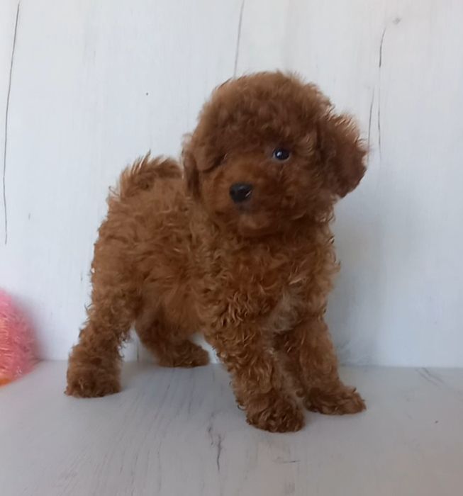 Кудряшки пуделяшки