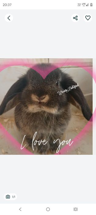 Mini lopki HODOWLA LEGALNA HODOWLA Krolik baranek miniaturka mini lop