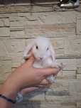 Króliczki mini lop