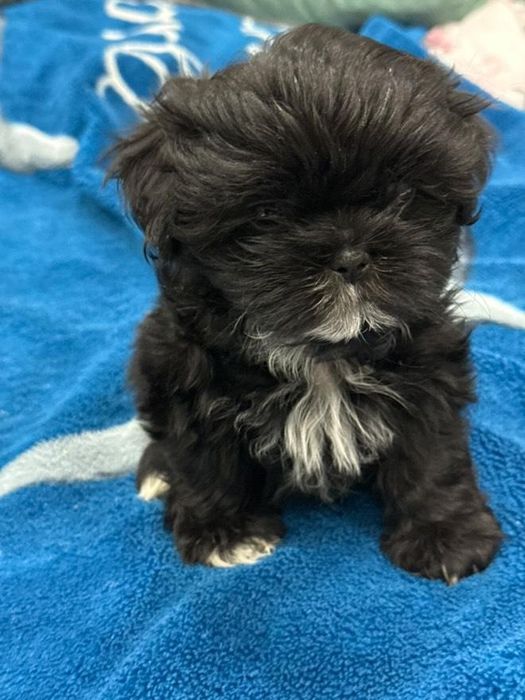 Szczeniak shih tzu