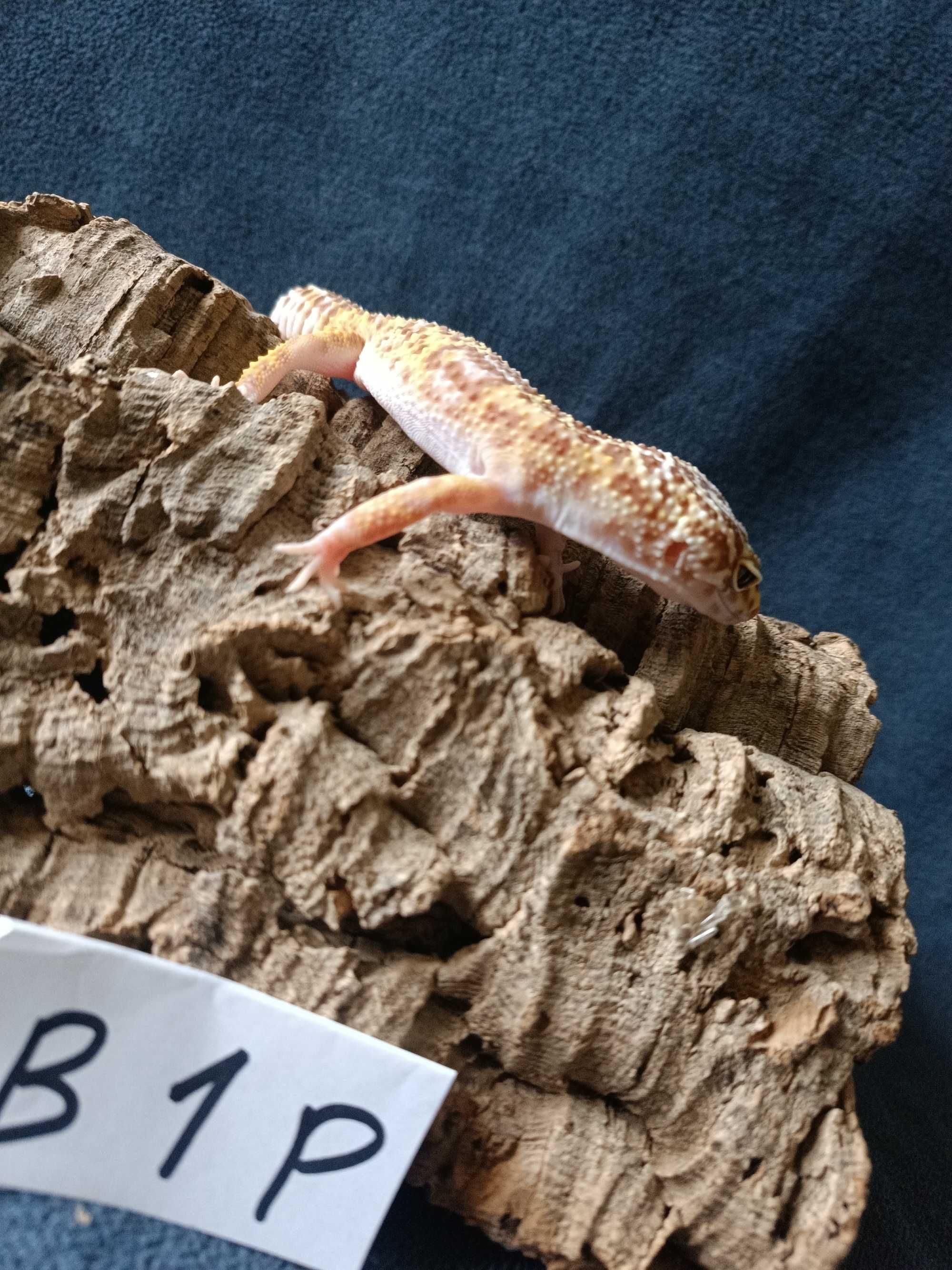 Gekon lamparci Id : [B1P] Więcej informacji w opisie