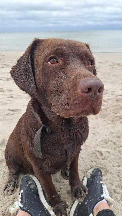 Labrador Retriever - ZKwP (FCI) - Czekoladowa suczka
