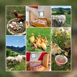 Noclegi  Pieniny Agroturystyka Pod Zamczyskiem pokojei Sromowce Wyżne