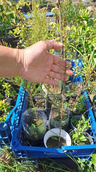 Міскантус Тамарікс Бересклет Туя на штамбі Кипарисовик лавсона Верба к