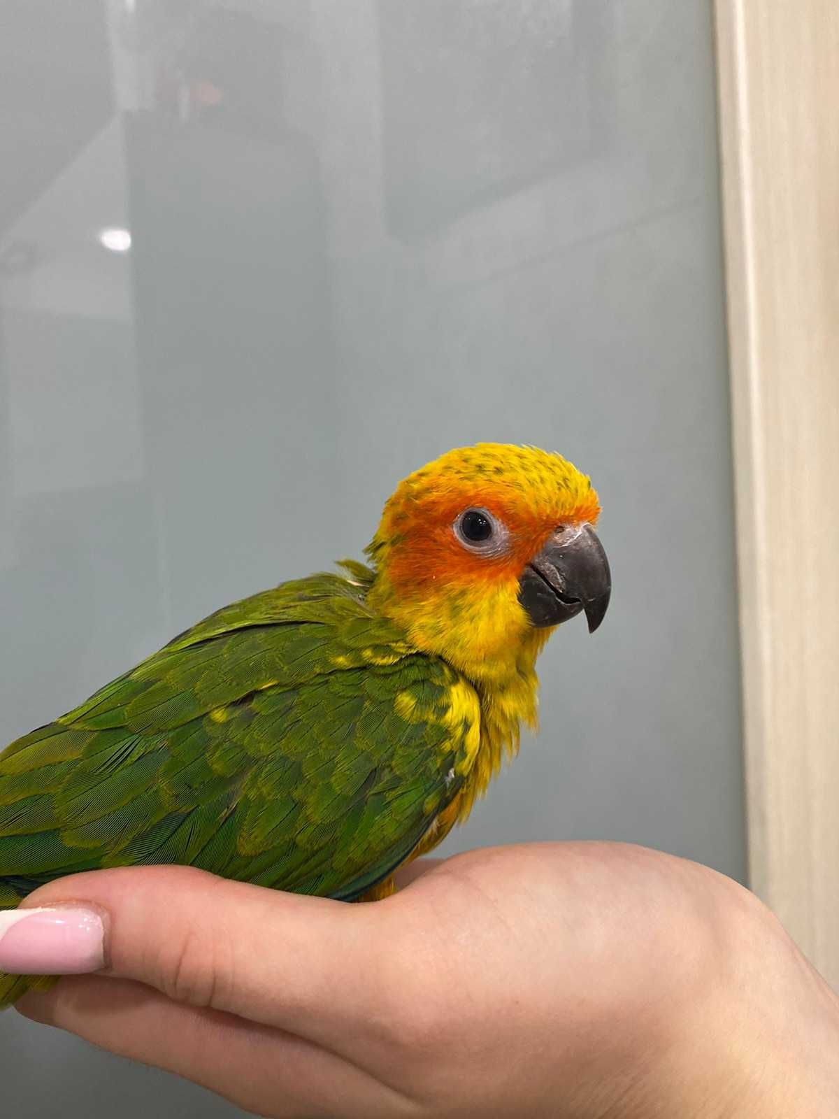 Аратинга солнечный, ручной говорящий попугай ара в миниатюре