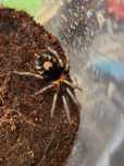 Cyriocosmus elegans L1/L2