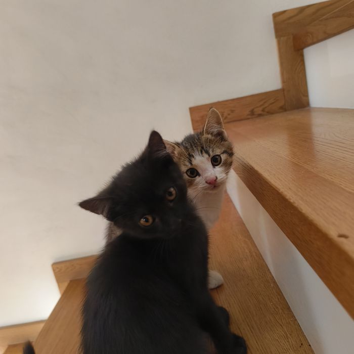 oddam za darmo małego czarnego kotka