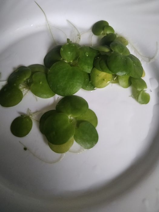 Limnobium pistia pływając