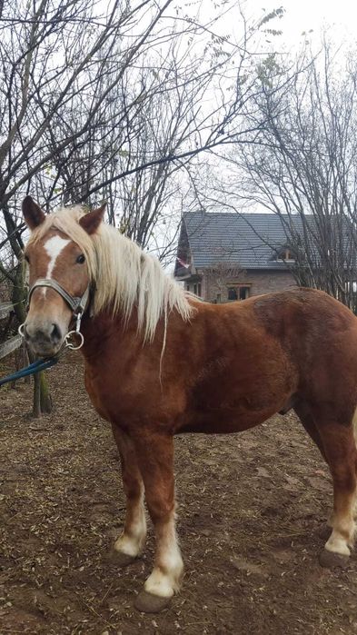 Wałach dwuletni zimnokrwisty