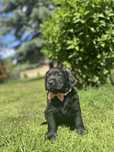 Czarna suczka Labrador Retriever FCI