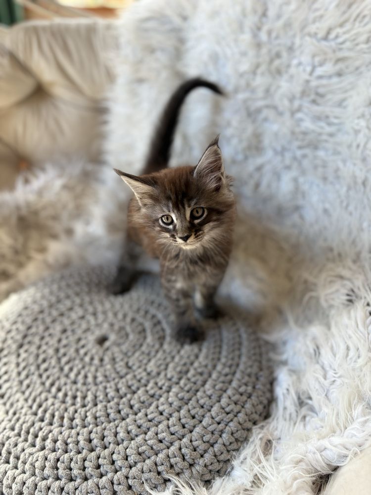 Maine Coon kocurek