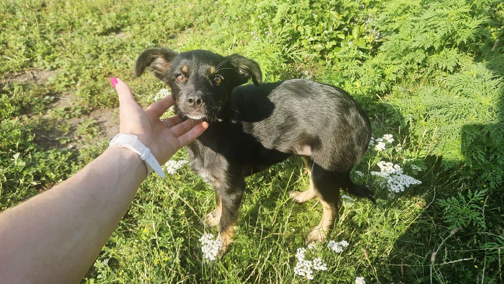 Невеличка стерилізована собачка шукає дім! 4 місяці