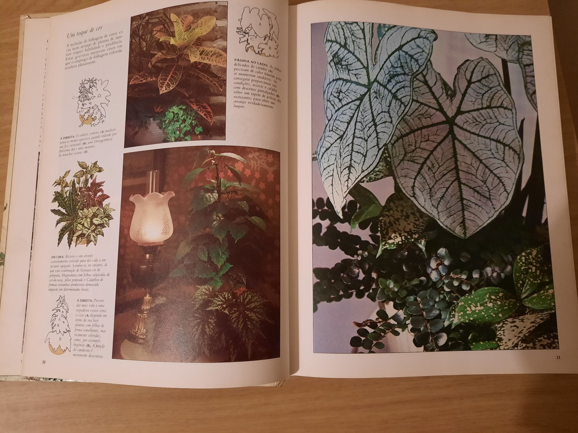 O grande livro das plantas de interior