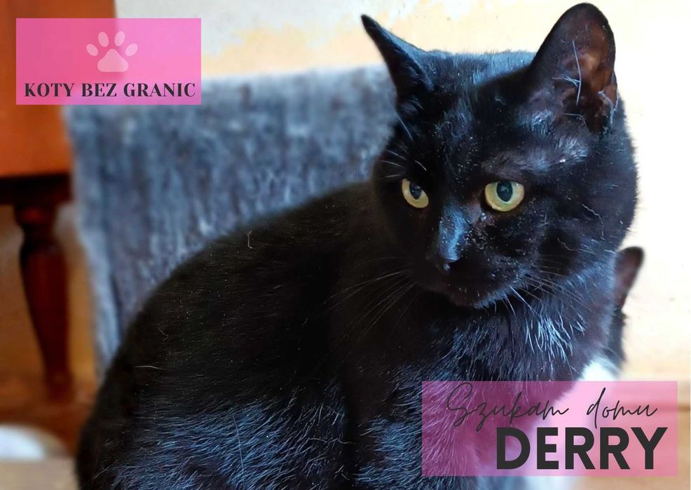 Derry młoda kotka do adopcji