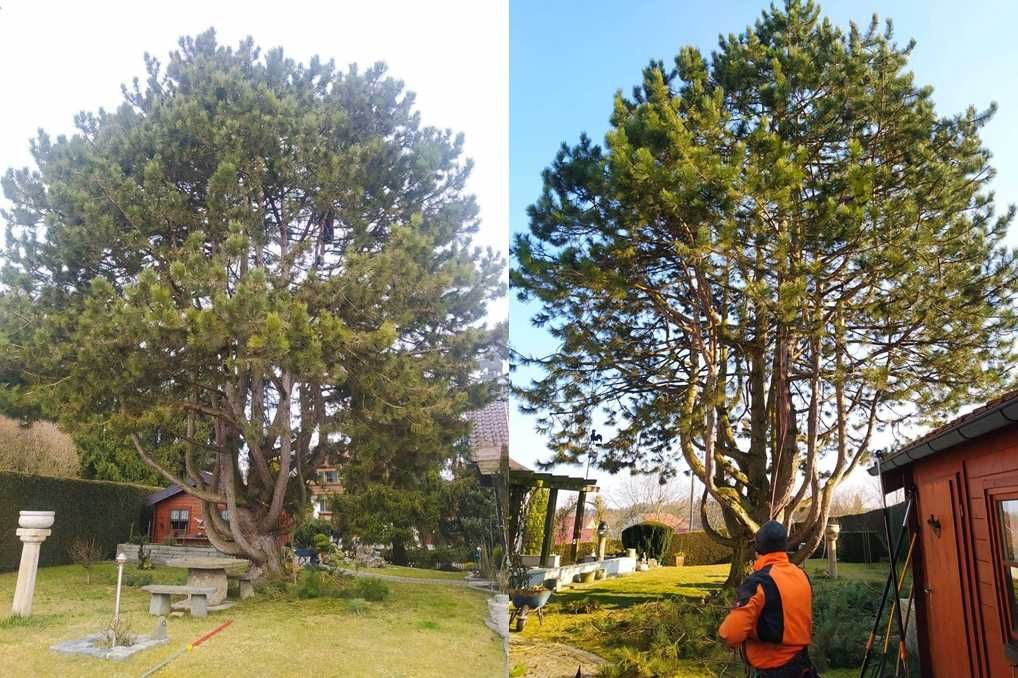 Wycinka i pielęgnacja drzew, zakładanie ogrodów