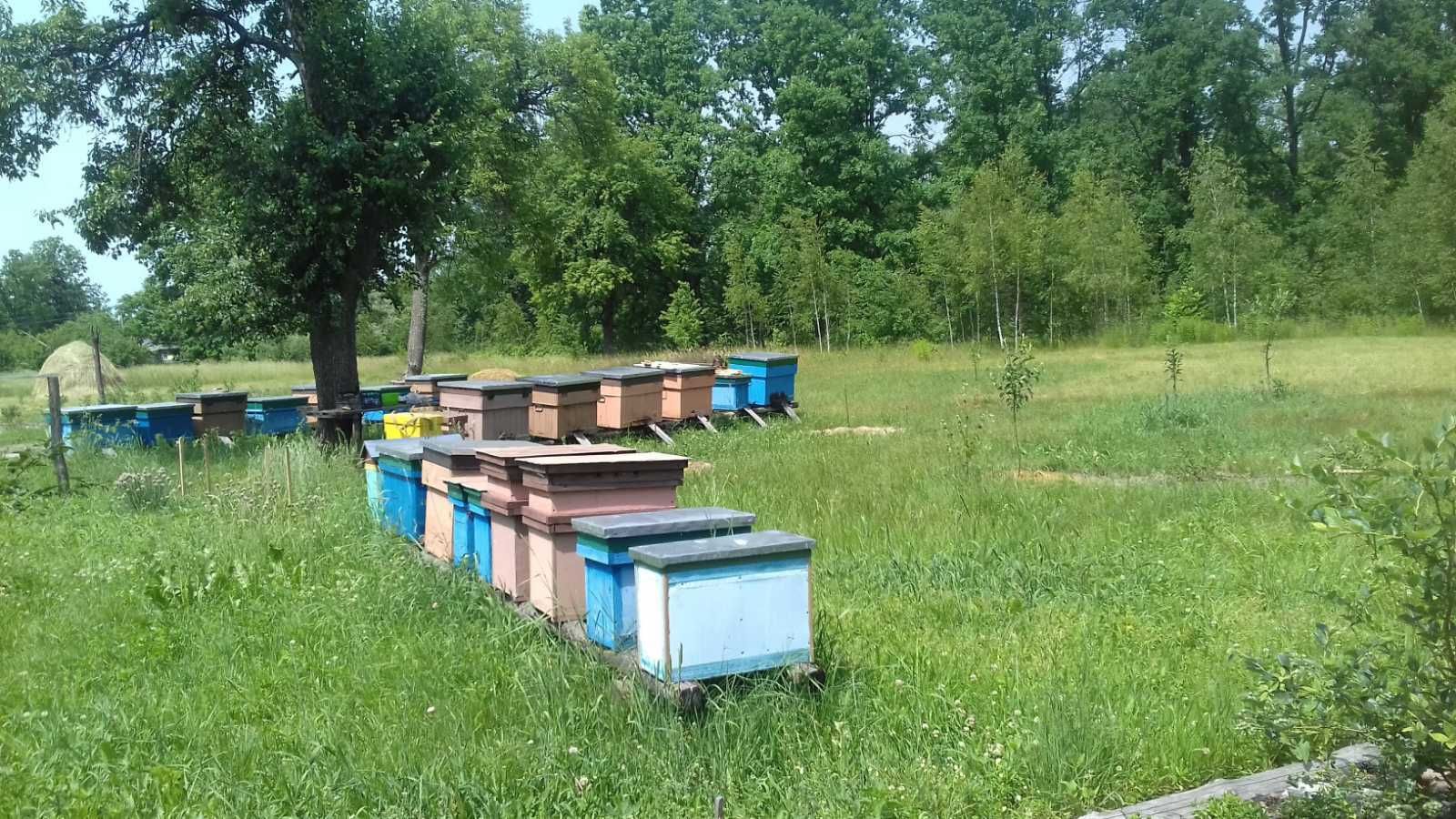продам бджолосімї з вуликом і без на висадку