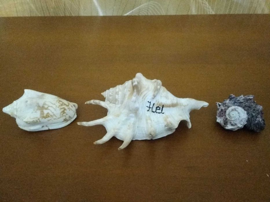 Muszle morskie akwarium