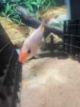 peixe midas (red devil) branco e laranja