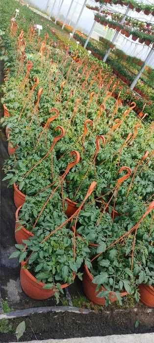 Rozsada Sadzonki Pomidora Truskawki Papryki Flance Warzyw Różne Odmian