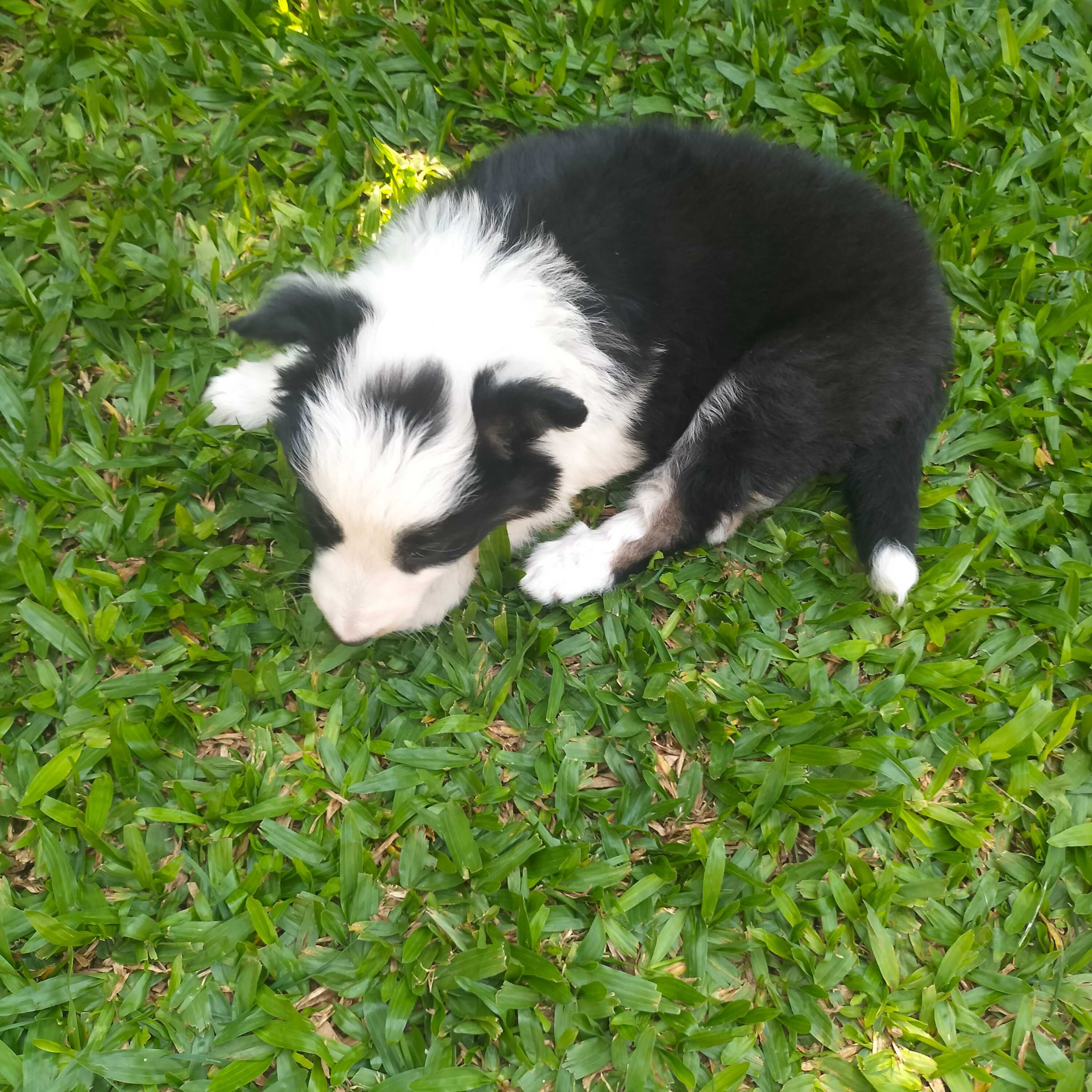 Border collie fêmea