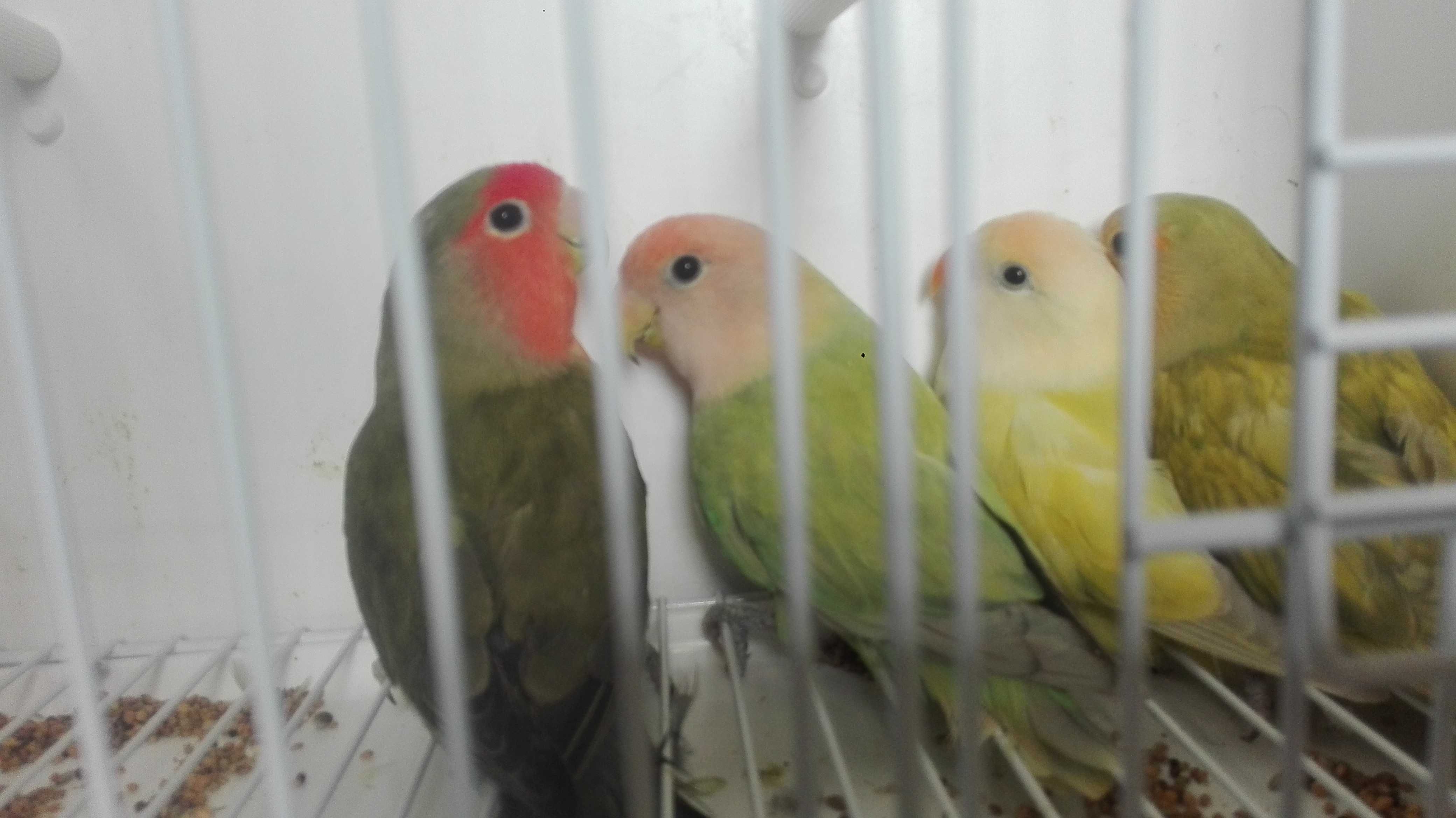 Vendo rossicollis agapornis