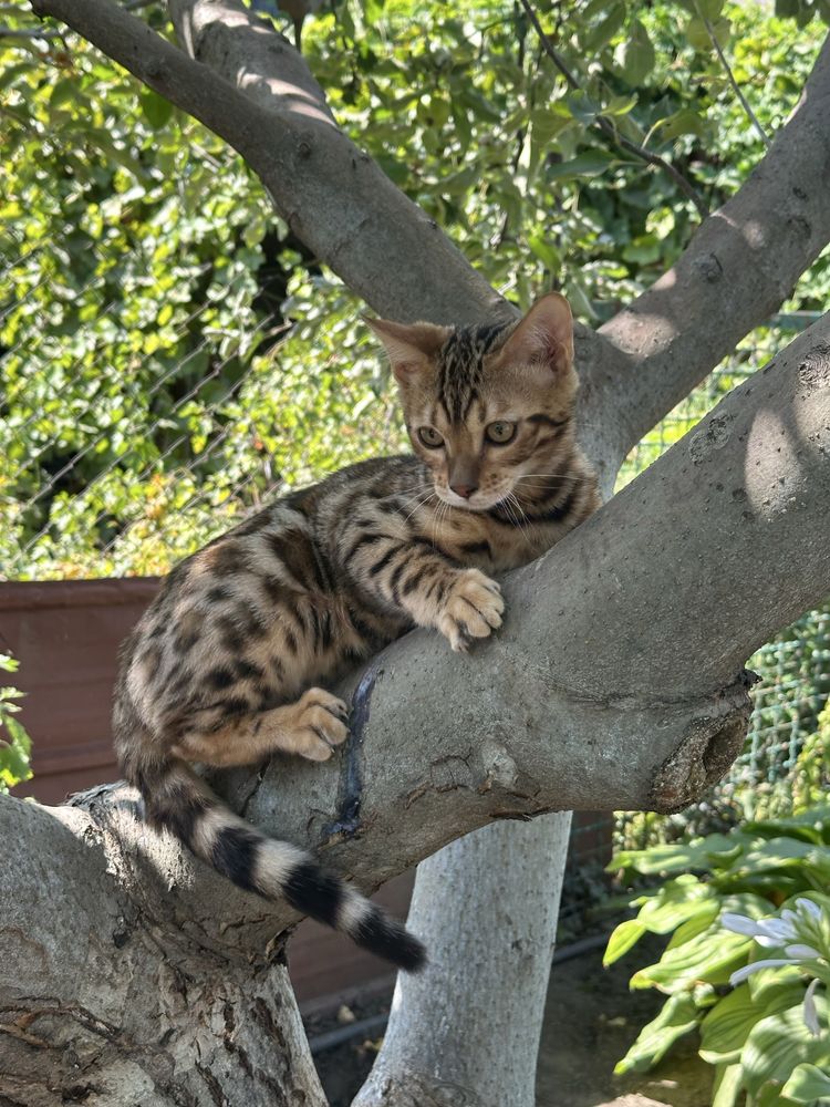 Бенгальские котята
