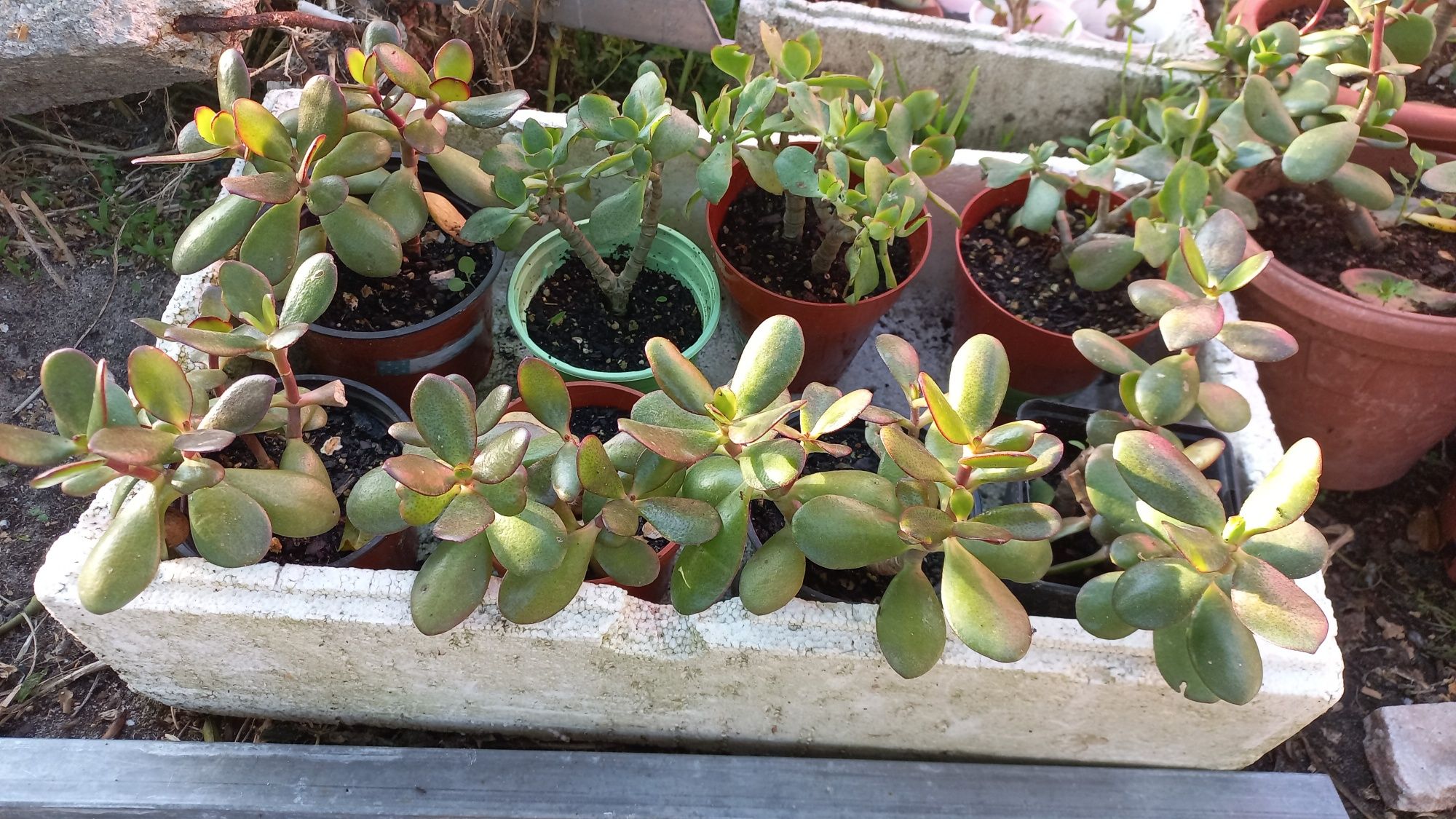 Crassula ovata (Jade)