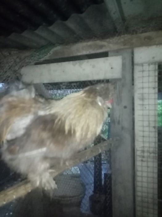 Casal de sedosas e faverolles