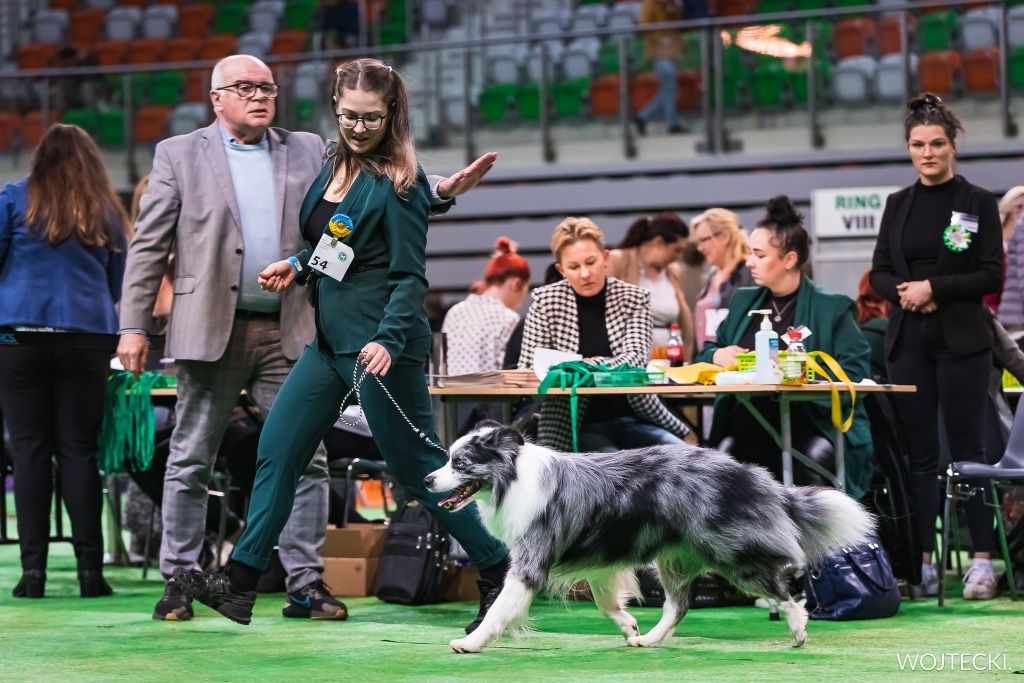 Border collie reproduktor FCI Champion PL