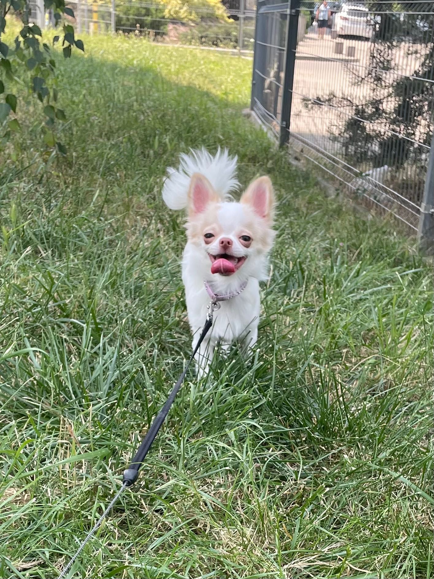 Śliczny malutki - Chihuahua długowłosy ZKwP