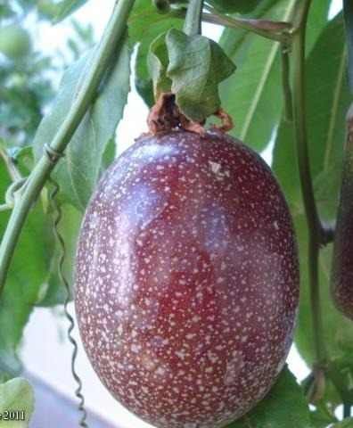 Plantas de Maracujá Roxo, Grande, Doce da Colômbia.