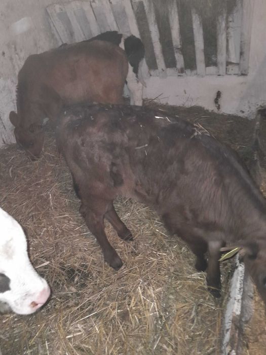 Byczki jałówki cielaki