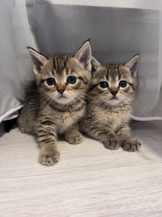 Віддам котиків в хороші руки