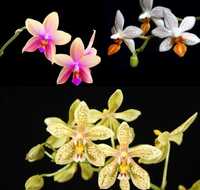 3 шт орхідеї уцінка: Stuartiana x mannii, Liodoro та Mini Mark 1.7